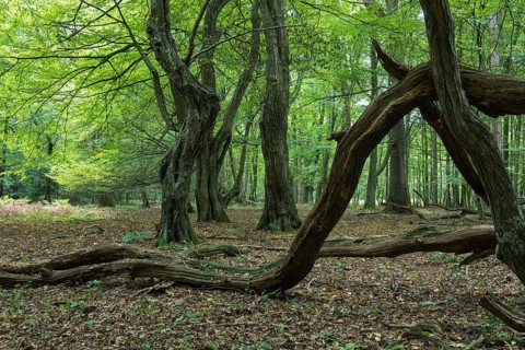 Jungle Baumweg