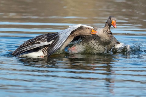 Greylag geese