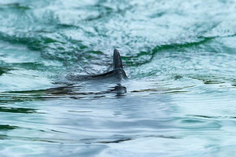 Harbour porpoise