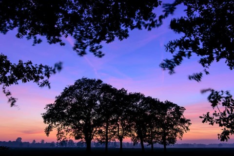 Group of trees at sunset