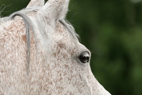 Arabian thoroughbred