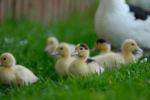 Native muscovy duck with ducklings