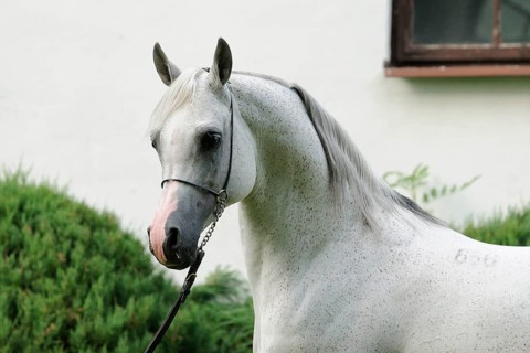 Arabian thoroughbred