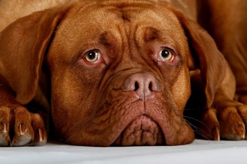 Dogue de Bordeaux