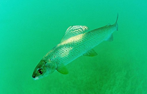 Grayling