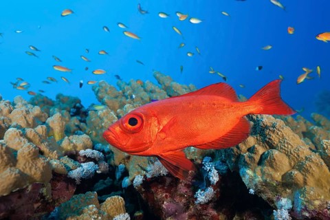 Common Bigeye