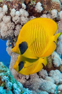 Pair of masked butterflyfish