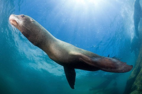 California sea lion