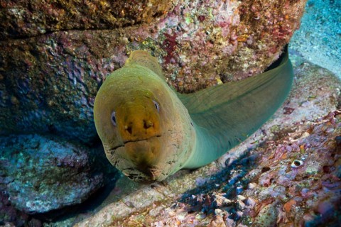 Panamic Green Moray Eel