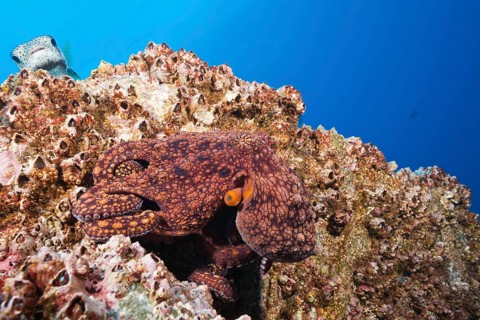 Common Octopus