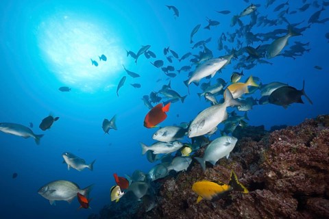 Shoal of bluegill at cleaning station
