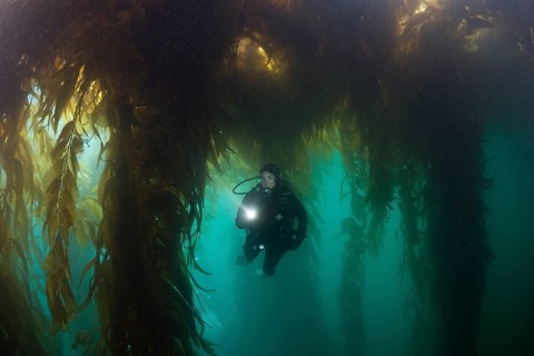 Scuba Diving in Kelp Forest