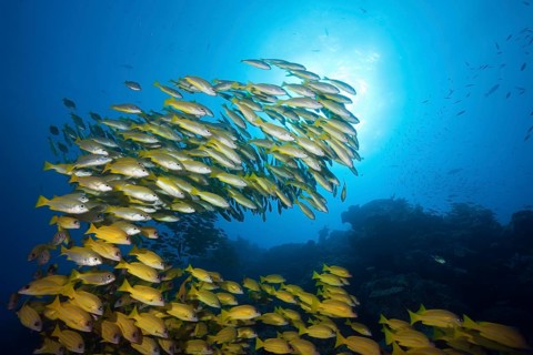 Shoal of bigeye snapper and five-striped snapper