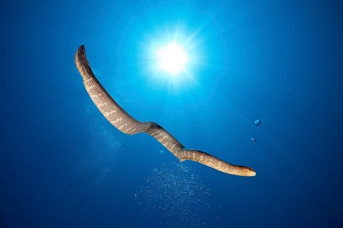 Flat-tailed sea snake