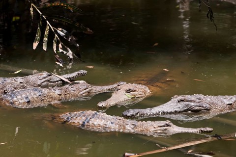 Freshwater crocodile