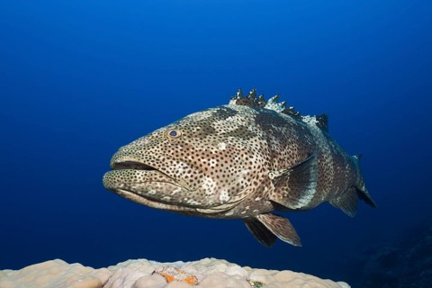Malabar grouper