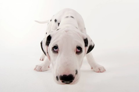 Dalmatian