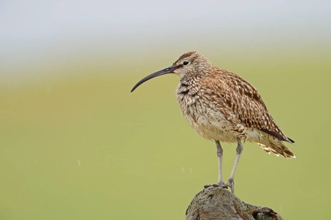 Whimbrel