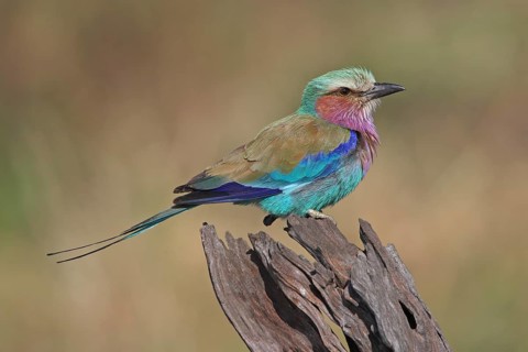 Lilac-breasted Roller