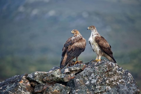 Bonelli's eagle