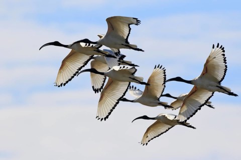African sacred ibis