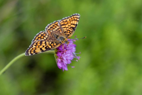 Knapweed fritillary