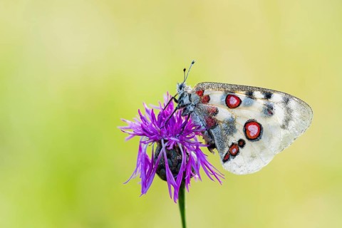 Red Apollo butterfly female