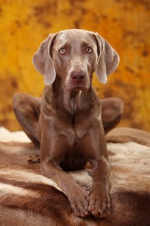 Weimaraner