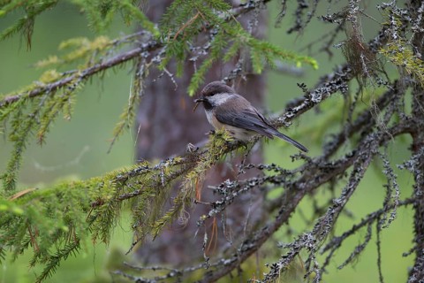 Grey-headed Chickadee