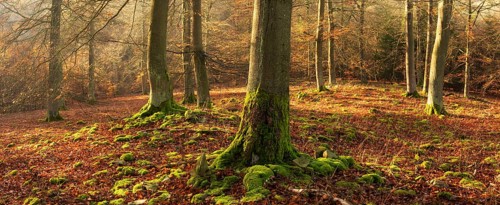 Light beech forest on log pile with moss in late autumn