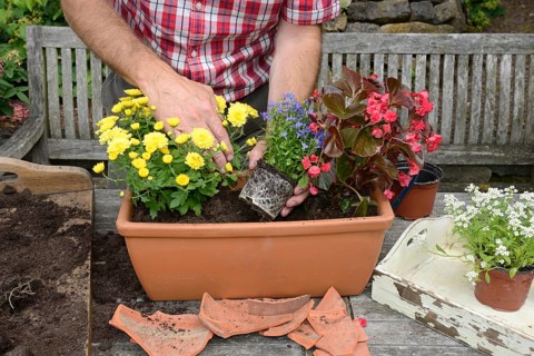 Planting summer flowers in plant pots