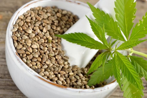 Ordinary hemp