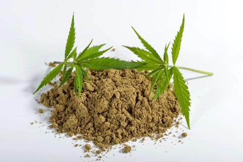 Common hemp