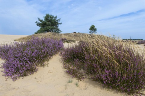 Common Heather