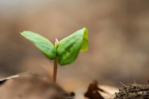 Beech seedling