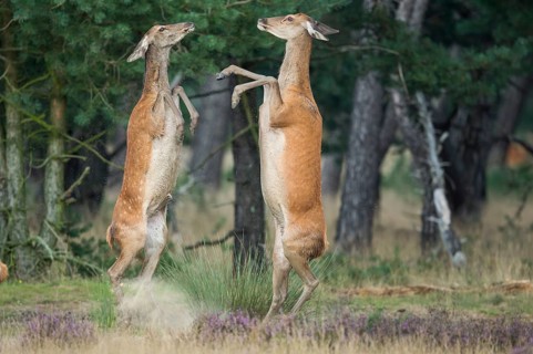 Red deer