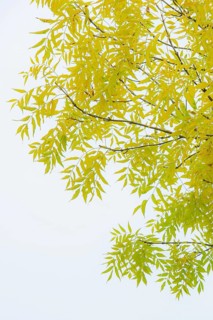 Pecantree