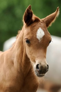 Arabian thoroughbred