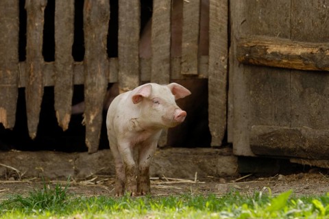 Domestic pig
