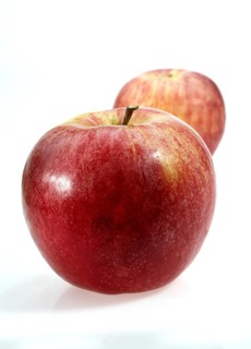 Malus domestica
