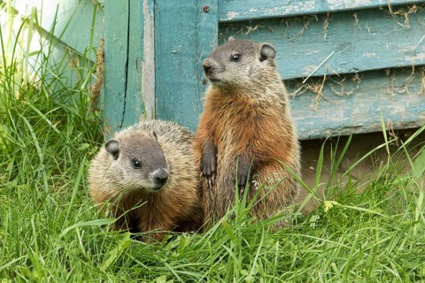 Woodchucks