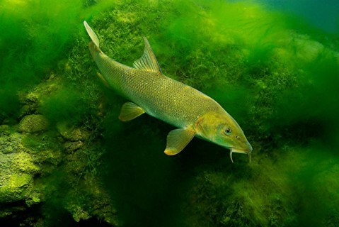 Common barbel
