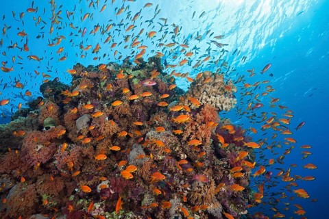 Harem flagfish on the reef