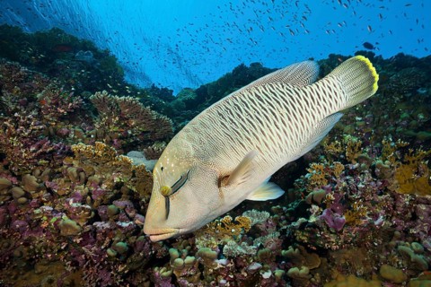 Juvenile Napoleon Humpback Wrasse