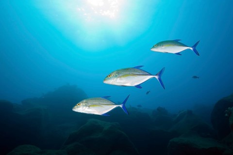 Bluefin trevally