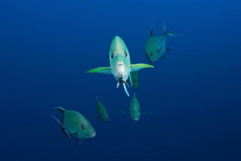 Black spiny mackerel