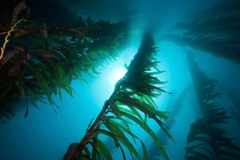 Giant Kelp Forest