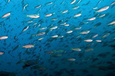 Shoal of swallowtail damselfish