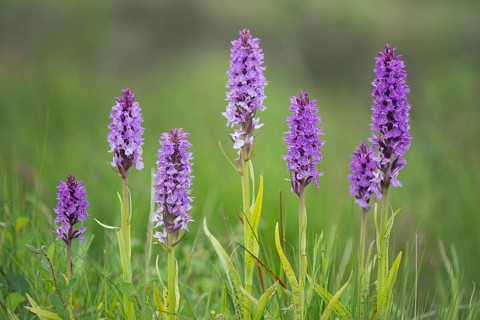 Southern marsh orchid