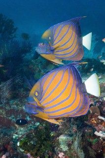 Pair of blue ring angelfish